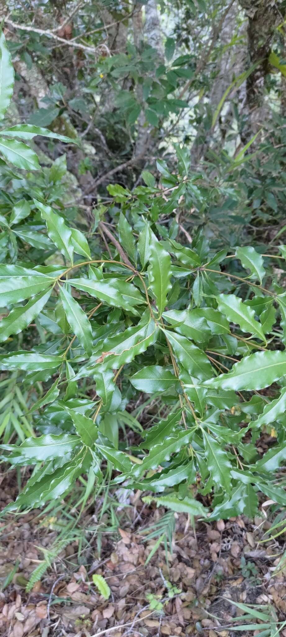 Sivun Pittosporum illicioides Makino kuva