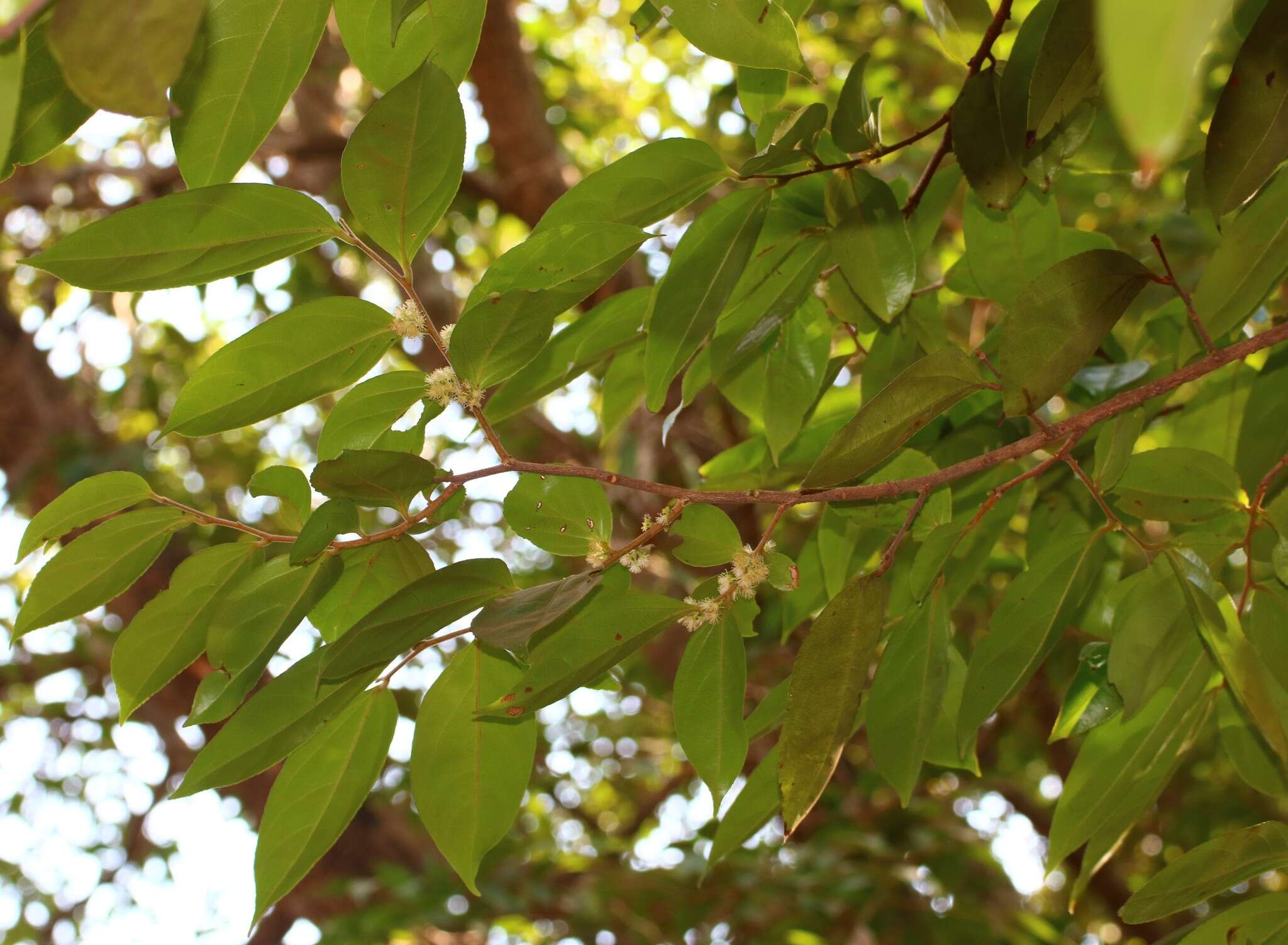 Image of Flacourtia montana J. Grah.