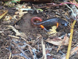 Image of Ensatina eschscholtzii oregonensis (Girard 1856)