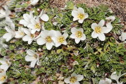 Imagem de Geranium ruizii Hieron.