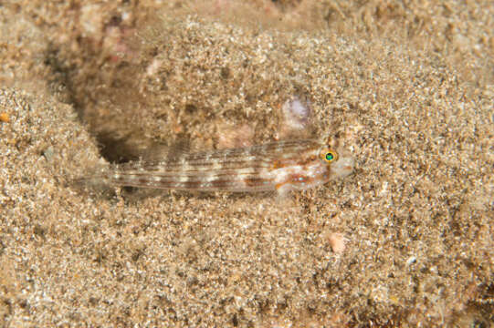 Image of Eyebar goby