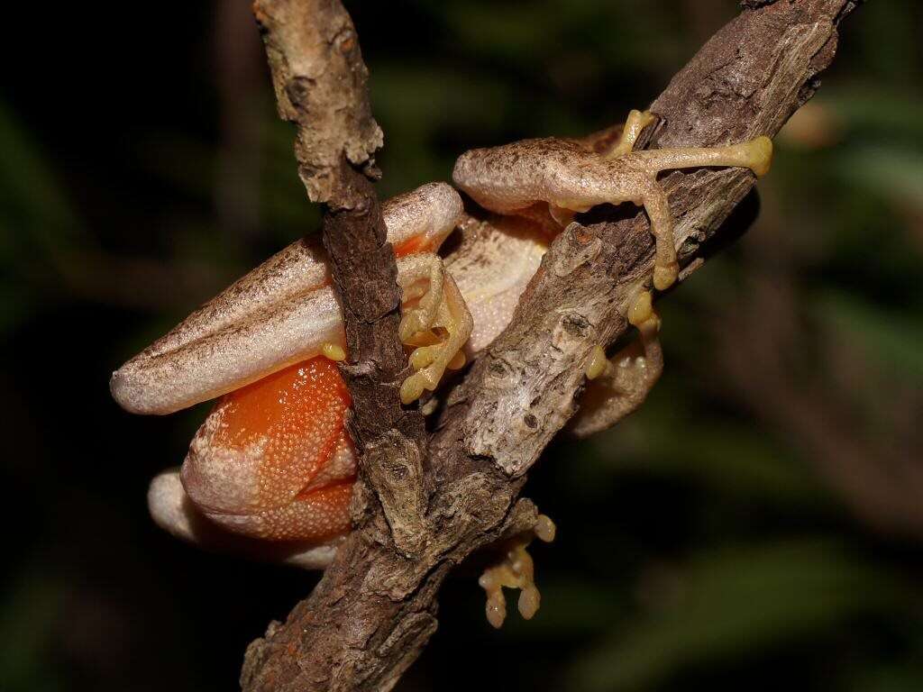 Image of Litoria watsoni