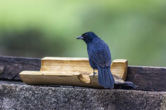 Image of Ruby-crowned Tanager