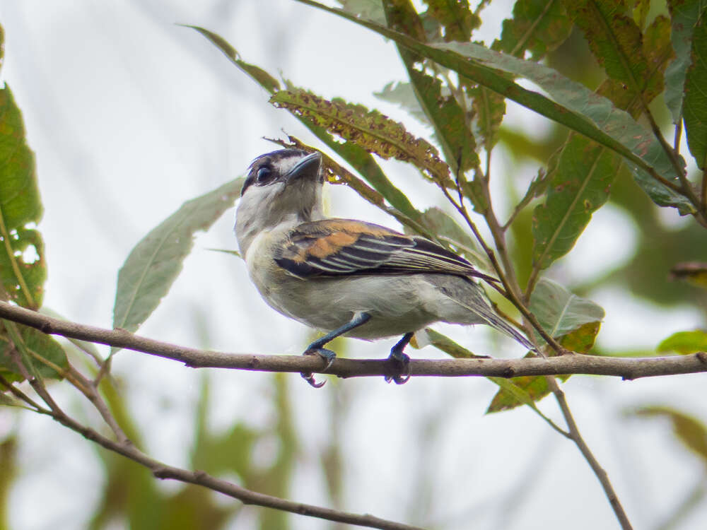 Image of Cinereous Becard