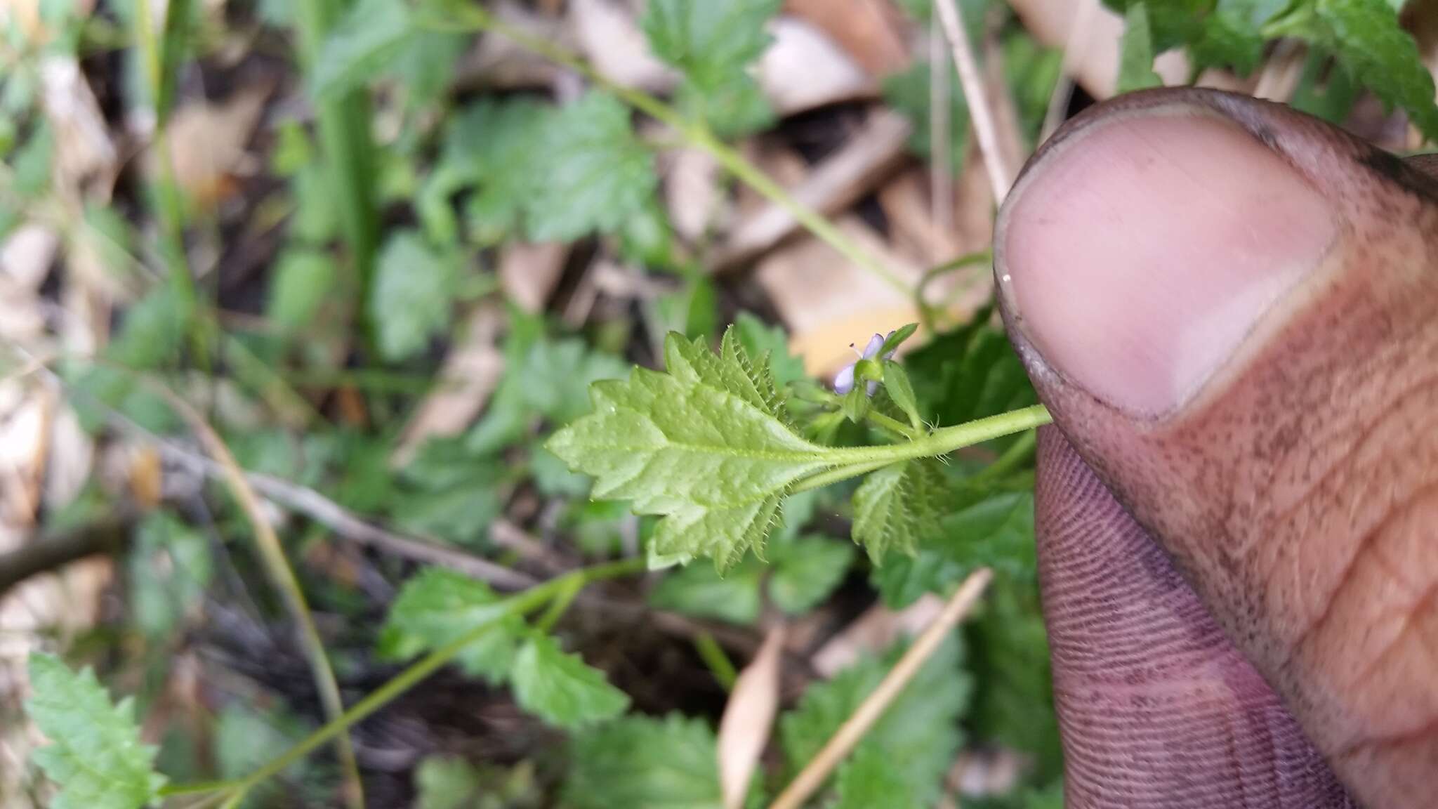 Image of Speedwell