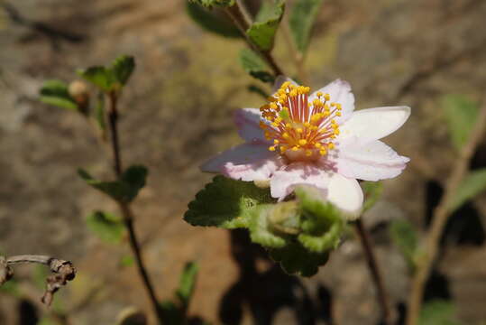 Image de Grewia hispida Harv.