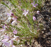 Sivun Houstonia acerosa var. acerosa kuva