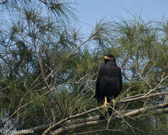 Imagem de Buteogallus urubitinga ridgwayi (Gurney Sr 1884)