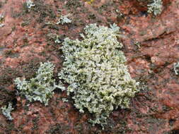 Image of rosette lichen