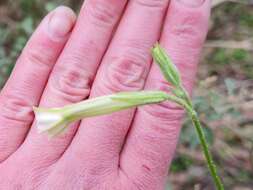 صورة Nicotiana suaveolens Lehm.