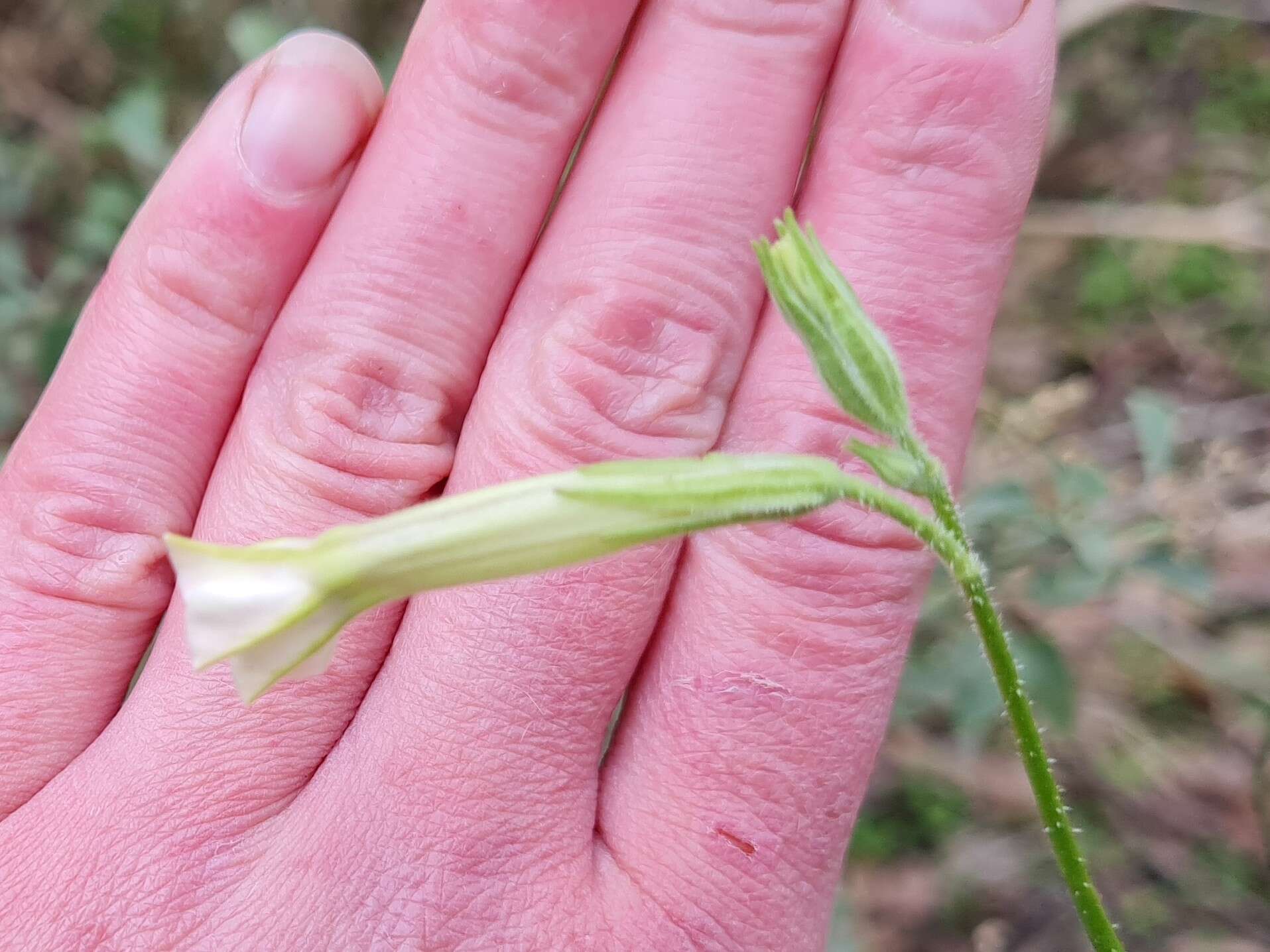 صورة Nicotiana suaveolens Lehm.