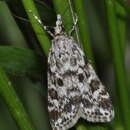 Eudonia petrophila Standfuss 1848的圖片