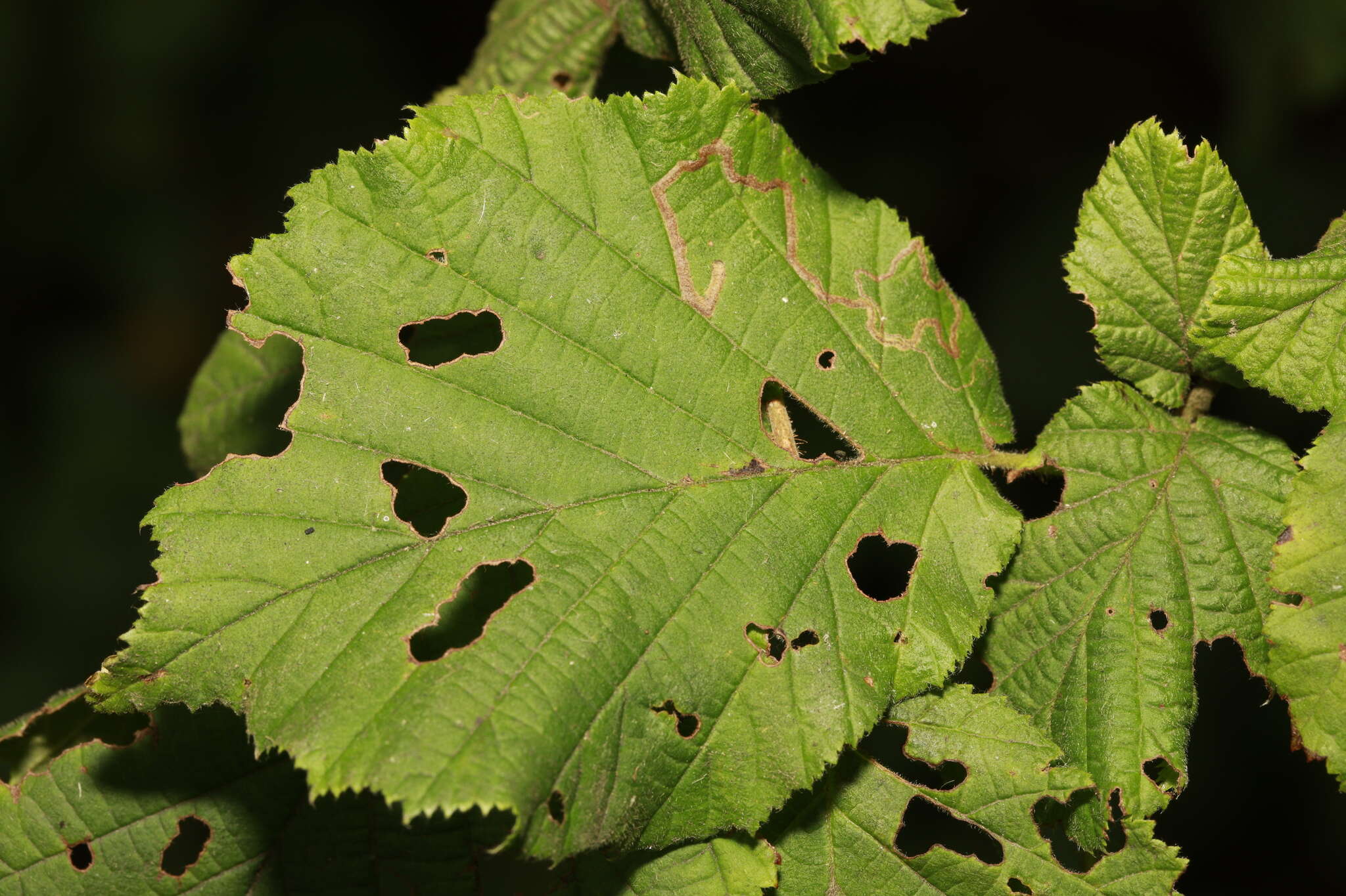 Imagem de Stigmella microtheriella (Stainton 1854) Fletcher et al. 1945