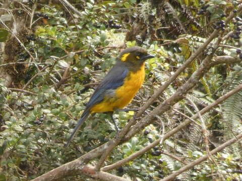 Image of Lacrimose Mountain Tanager