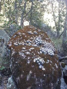 Image of Mammillaria bombycina Quehl