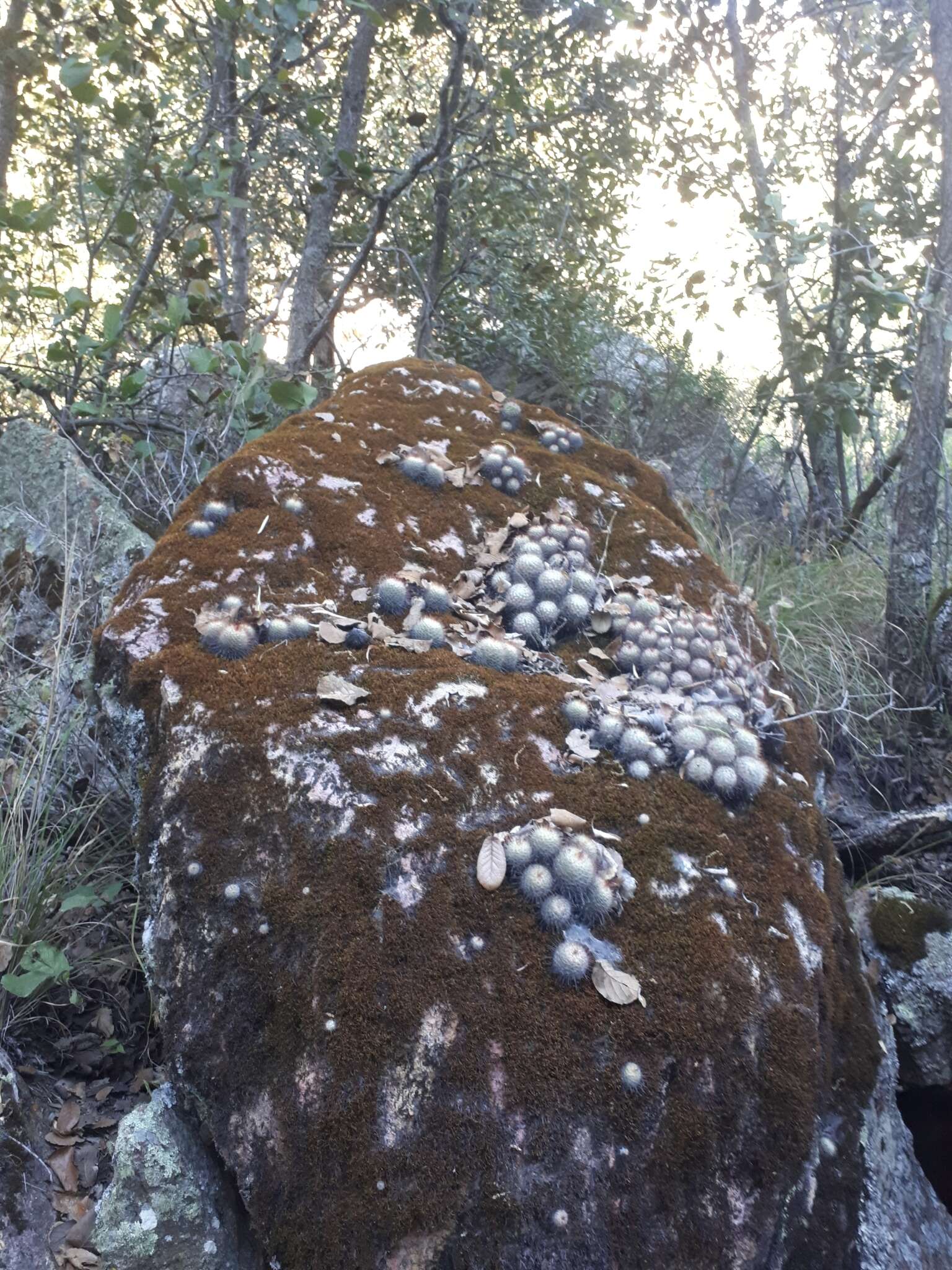 Image of Mammillaria bombycina Quehl