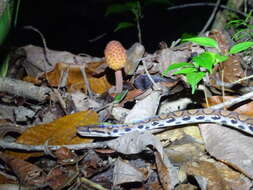 Image of Rainbow Boa