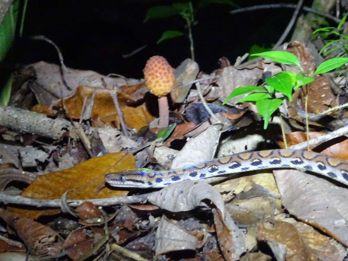 Image of Rainbow Boa