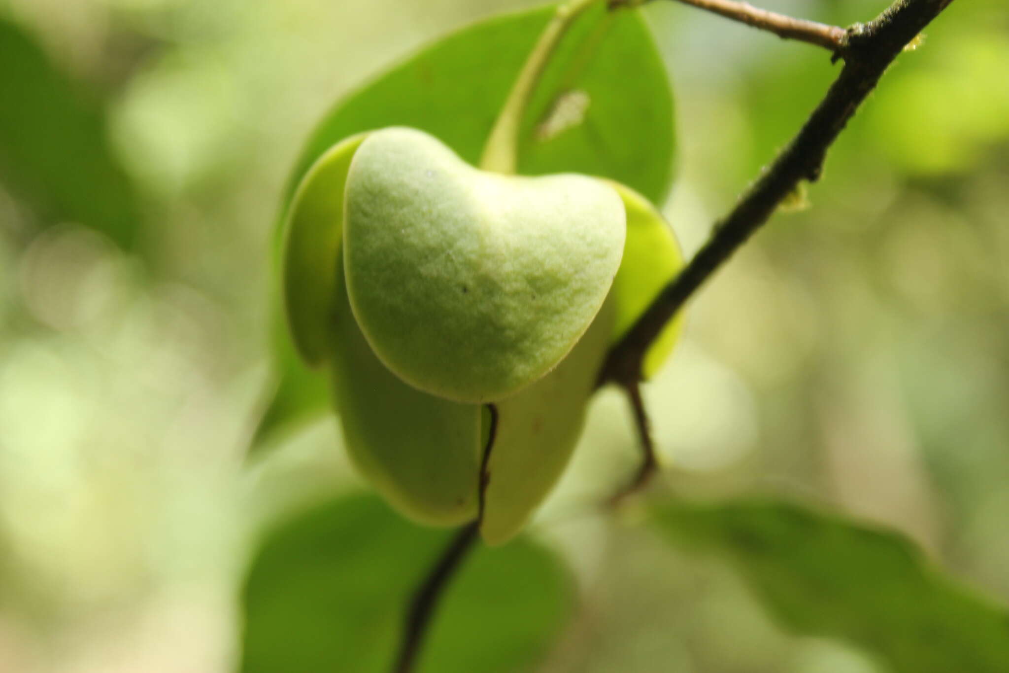 Image of Cymbopetalum hintonii Lundell