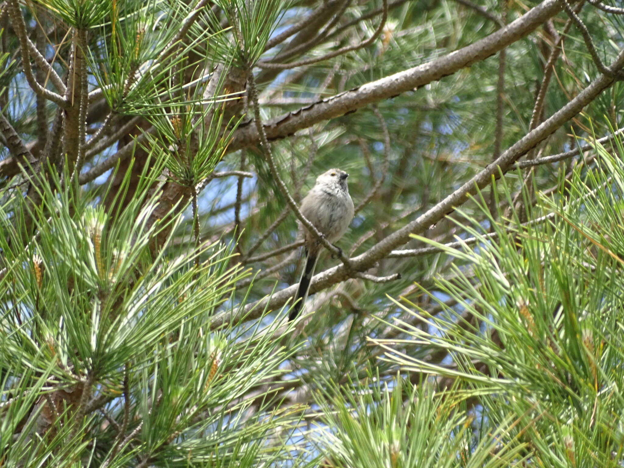 صورة Aegithalos caudatus siculus (Whitaker 1901)