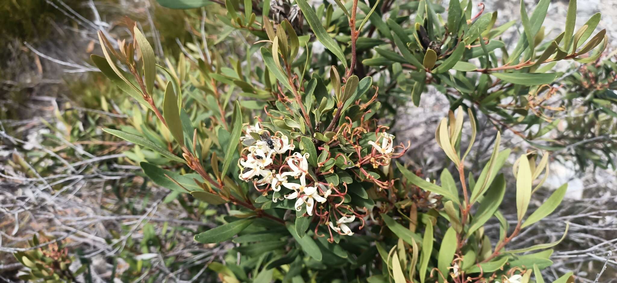 Image of Lomatia polymorpha R. Br.