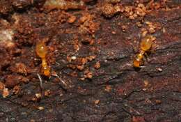 Image of Little yellow ant