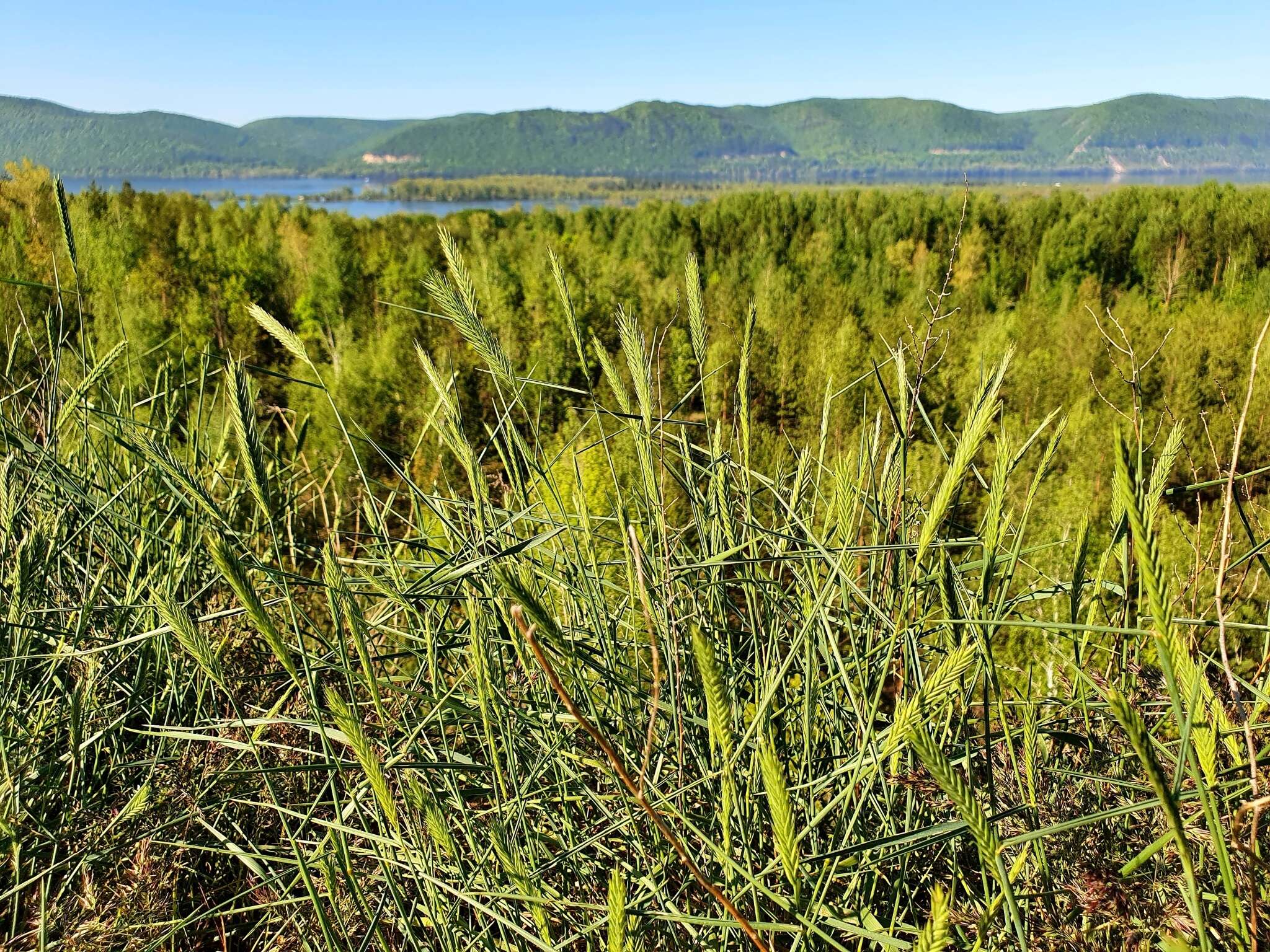 Image of desert wheatgrass