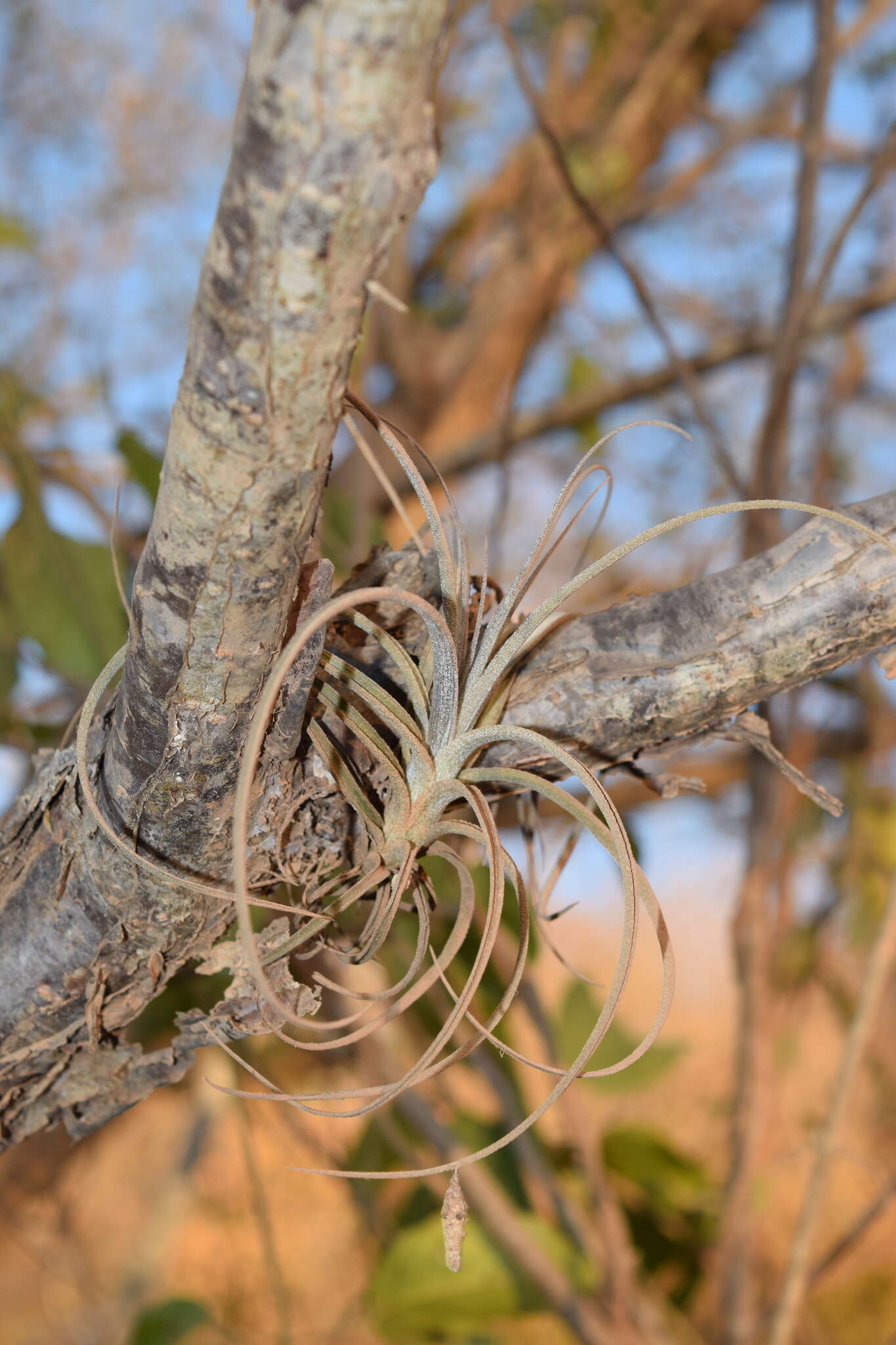 Tillandsia exserta Fernald resmi