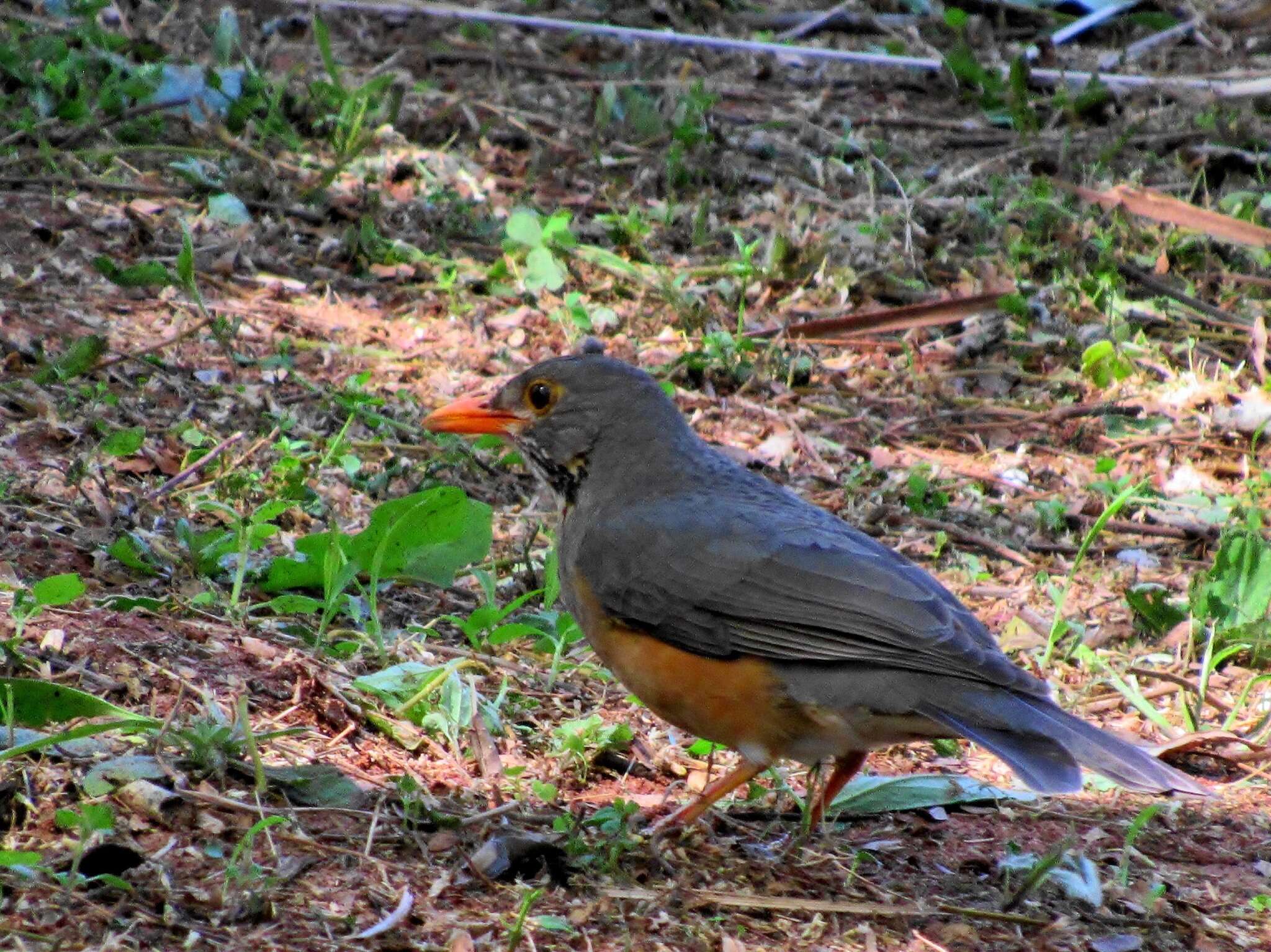 Turdus libonyana peripheris Clancey 1952的圖片