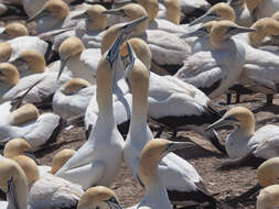 Image of Cape Gannet