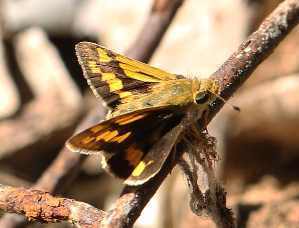 Image of Potanthus pseudomaesa Moore 1881