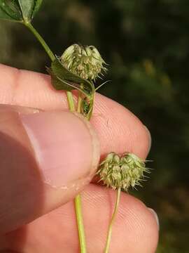 Image of nodding clover