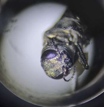 Image of Alder-birch Borer