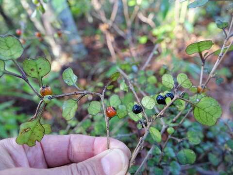 Image of Coprosma spathulata subsp. spathulata