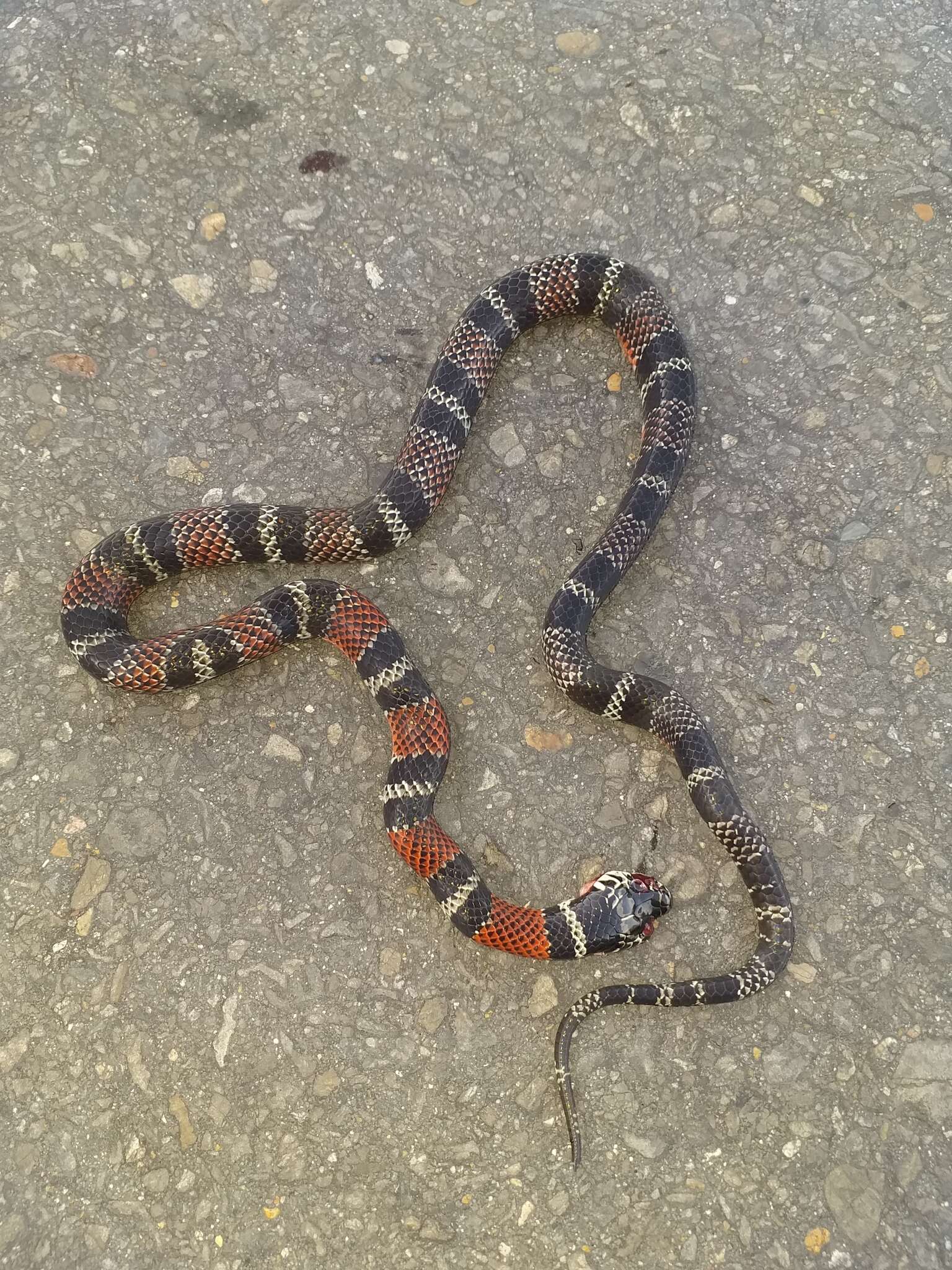 Image of False Coral Snake