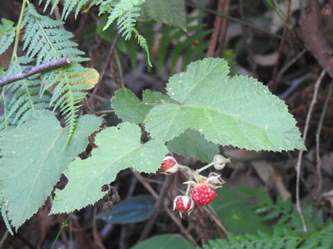 صورة Rubus moluccanus L.