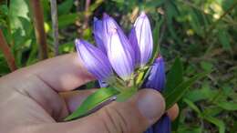 Image of <i>Gentiana <i>andrewsii</i></i> var. andrewsii