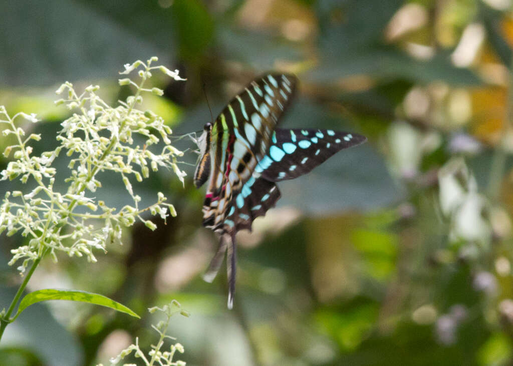 Image de Graphium policenes (Cramer (1775))