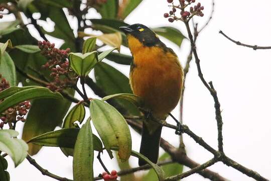 Image of Lacrimose Mountain Tanager