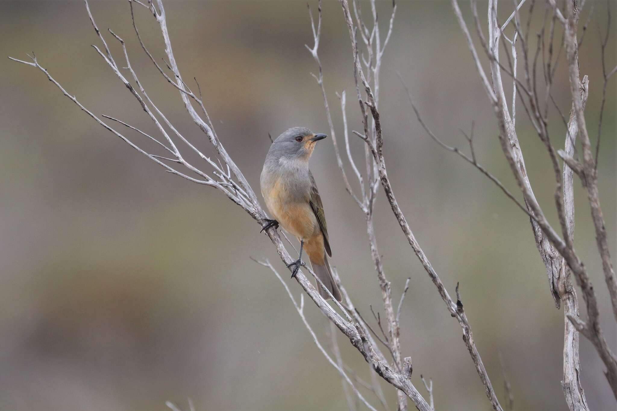 Imagem de Pachycephala rufogularis Gould 1841