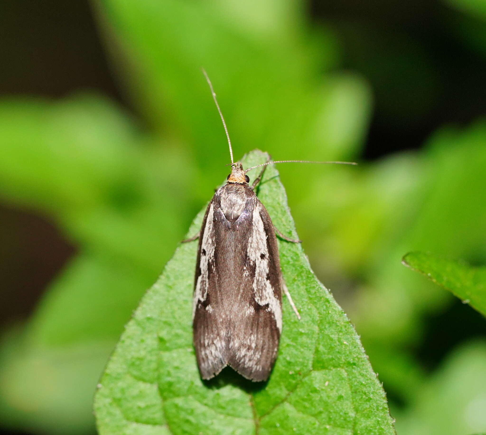 Image of Philobota partitella Walker 1864