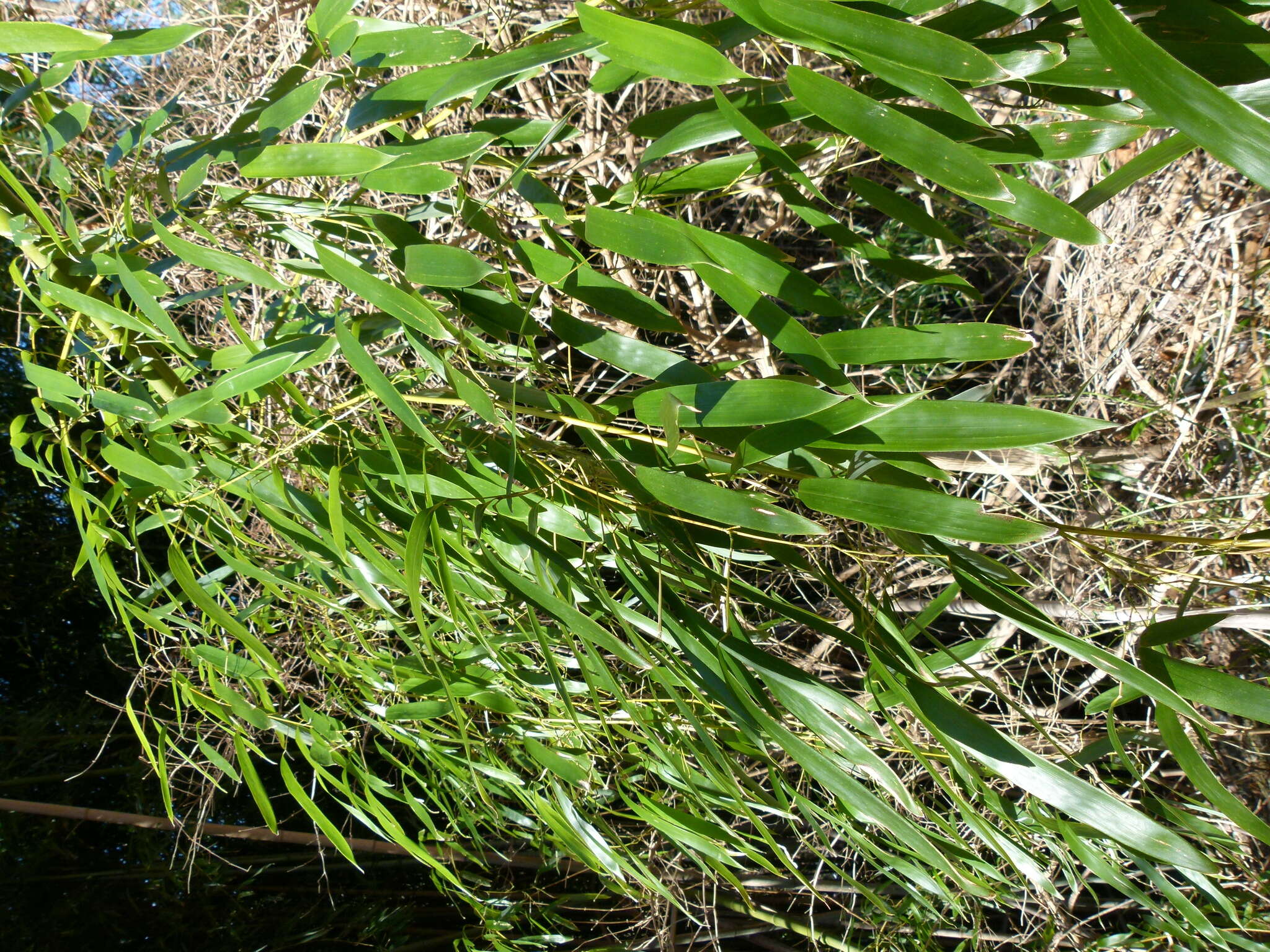 Phyllostachys aurea (André) Rivière & C. Rivière resmi