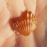 Image of spiny cockle