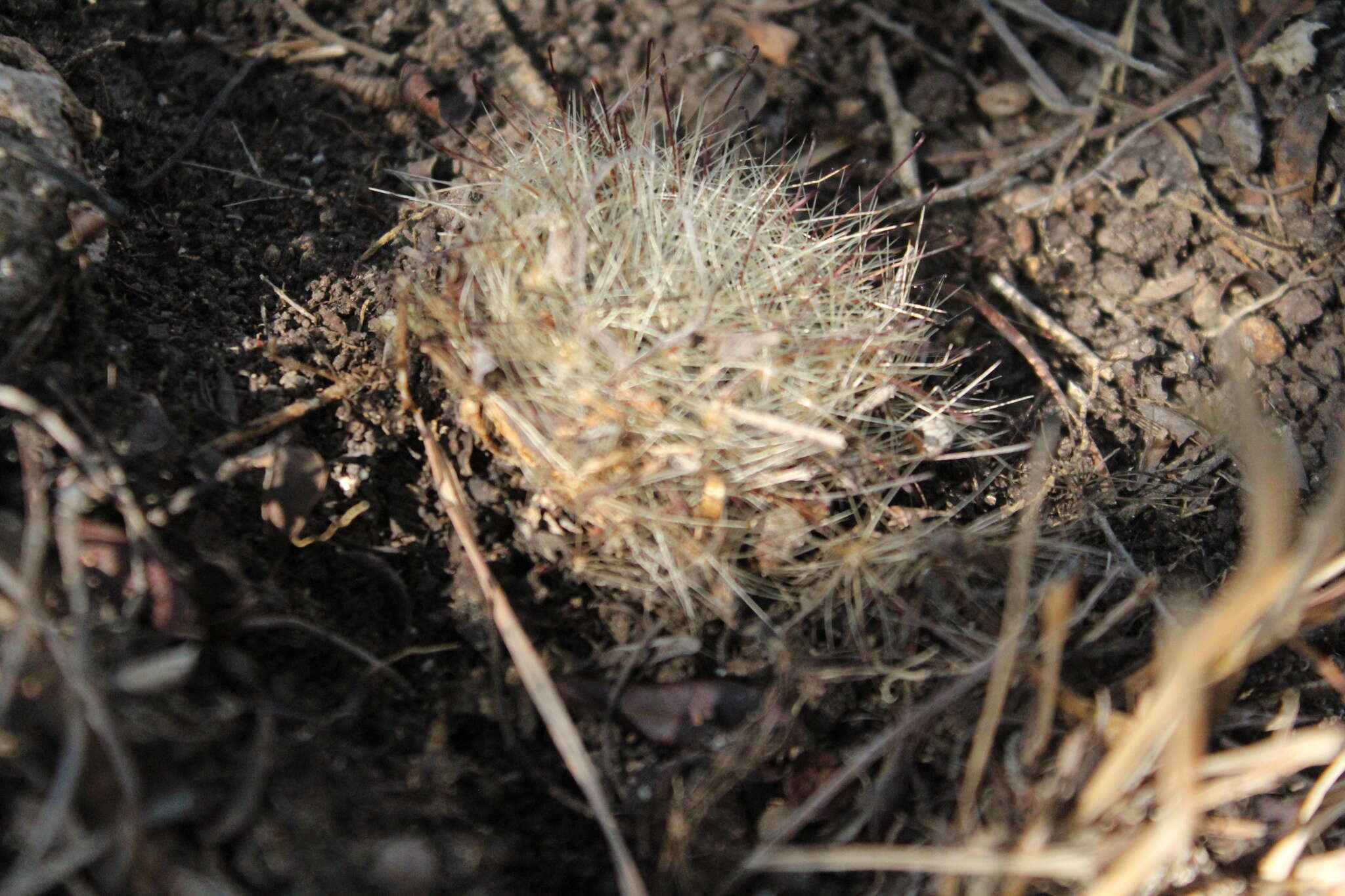 Mammillaria rettigiana Boed.的圖片