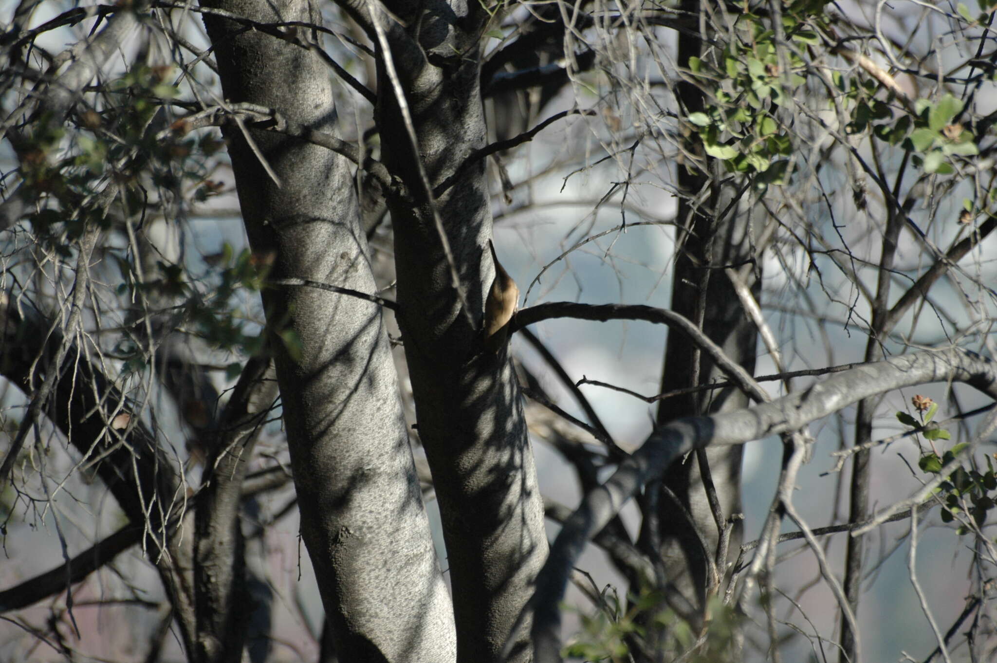 Image of Dusky-tailed Canastero