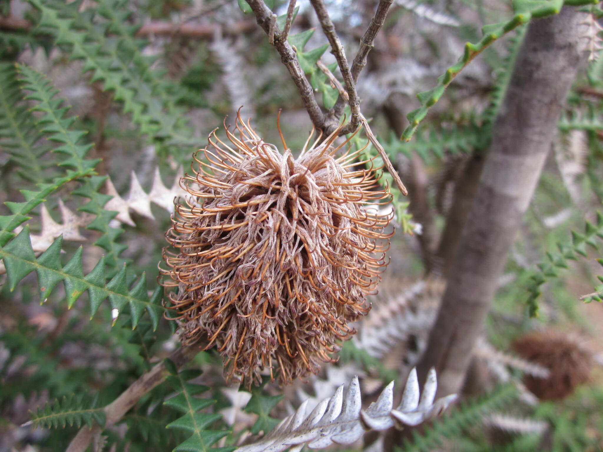 Imagem de Banksia dryandroides Baxter