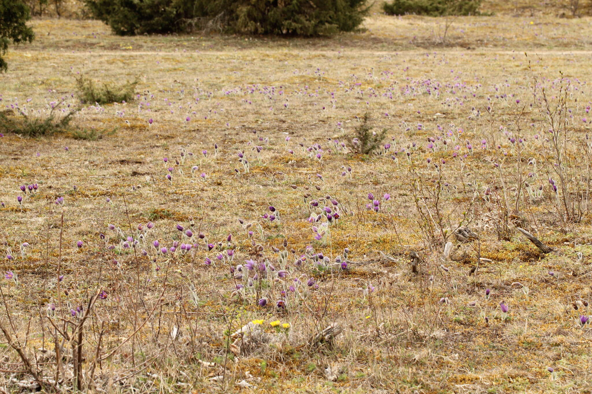 Imagem de Pulsatilla vulgaris Miller