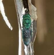 Image of Neochrysis