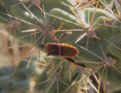 Plancia ëd Narnia (Xerocoris) snowi Van Duzee 1906