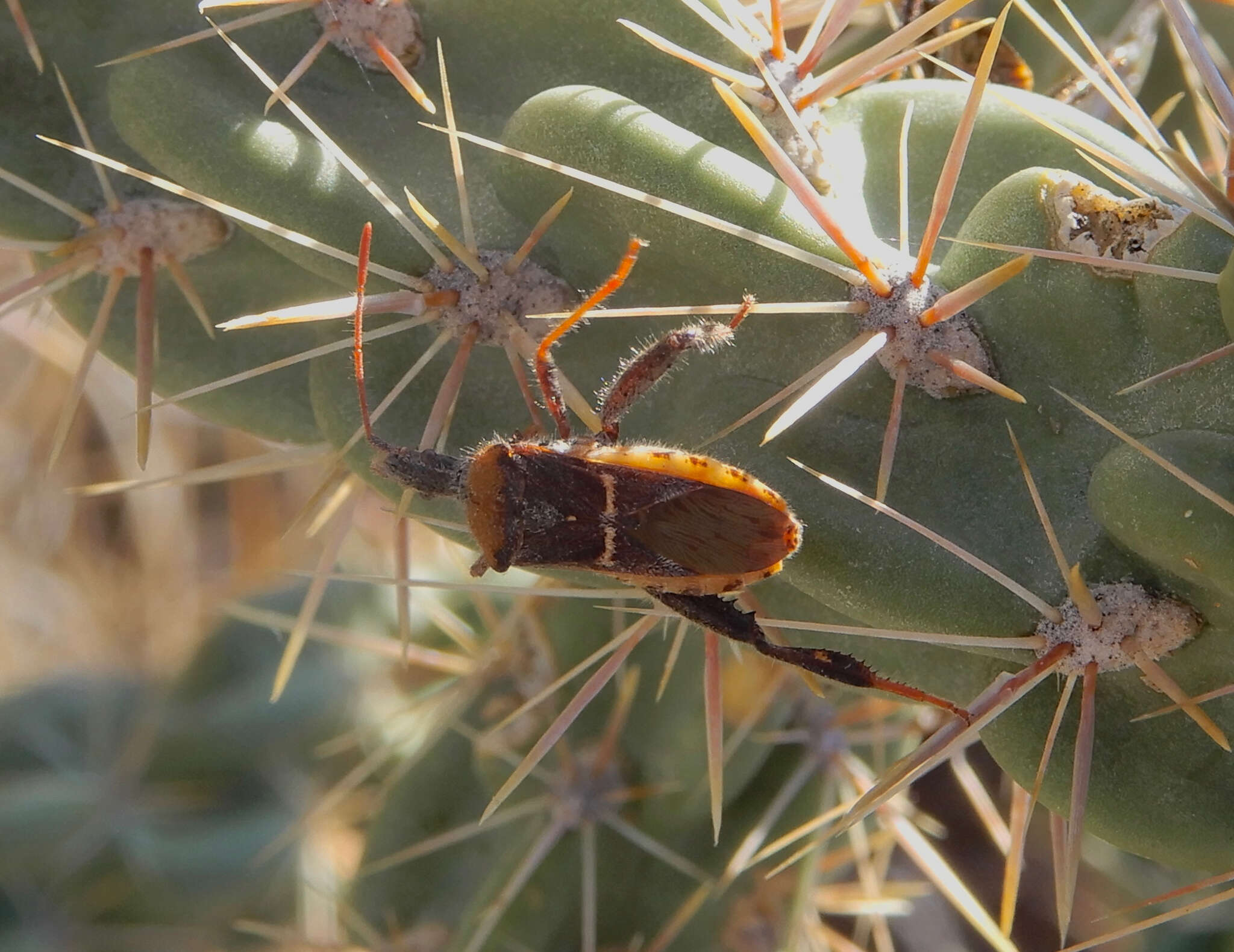 Plancia ëd Narnia (Xerocoris) snowi Van Duzee 1906